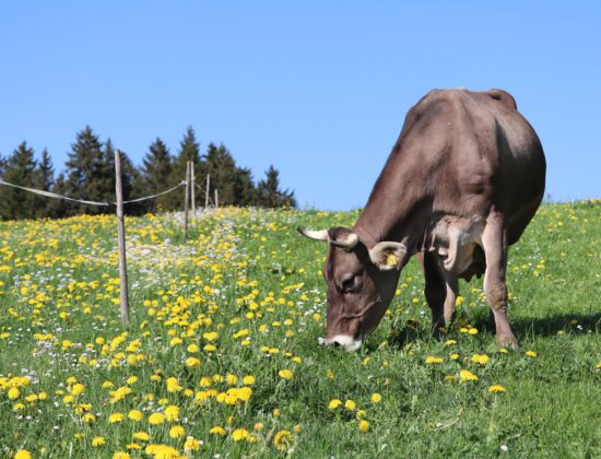 Kuh in Löwenzahnwiese